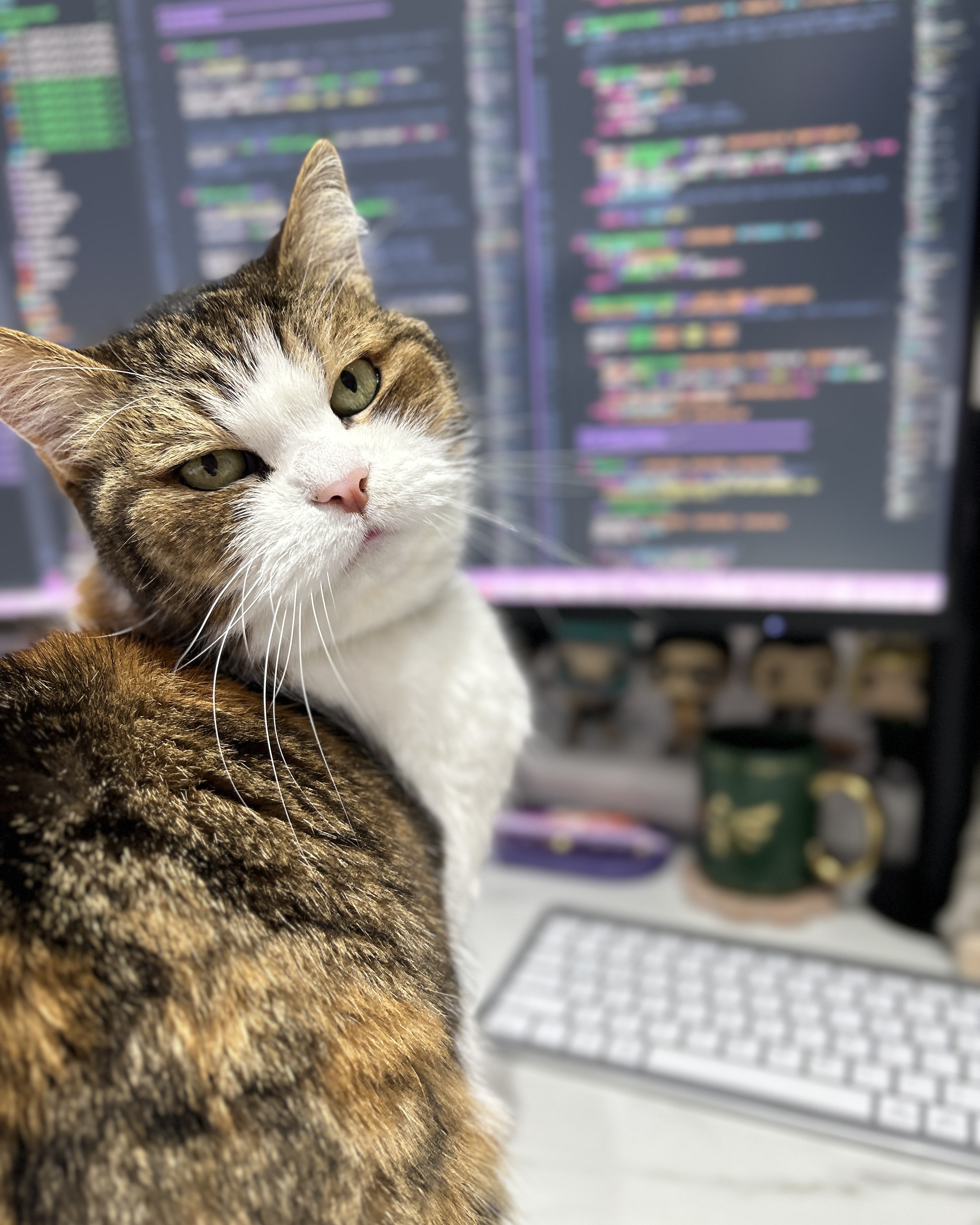 Phoebe the cat with the code