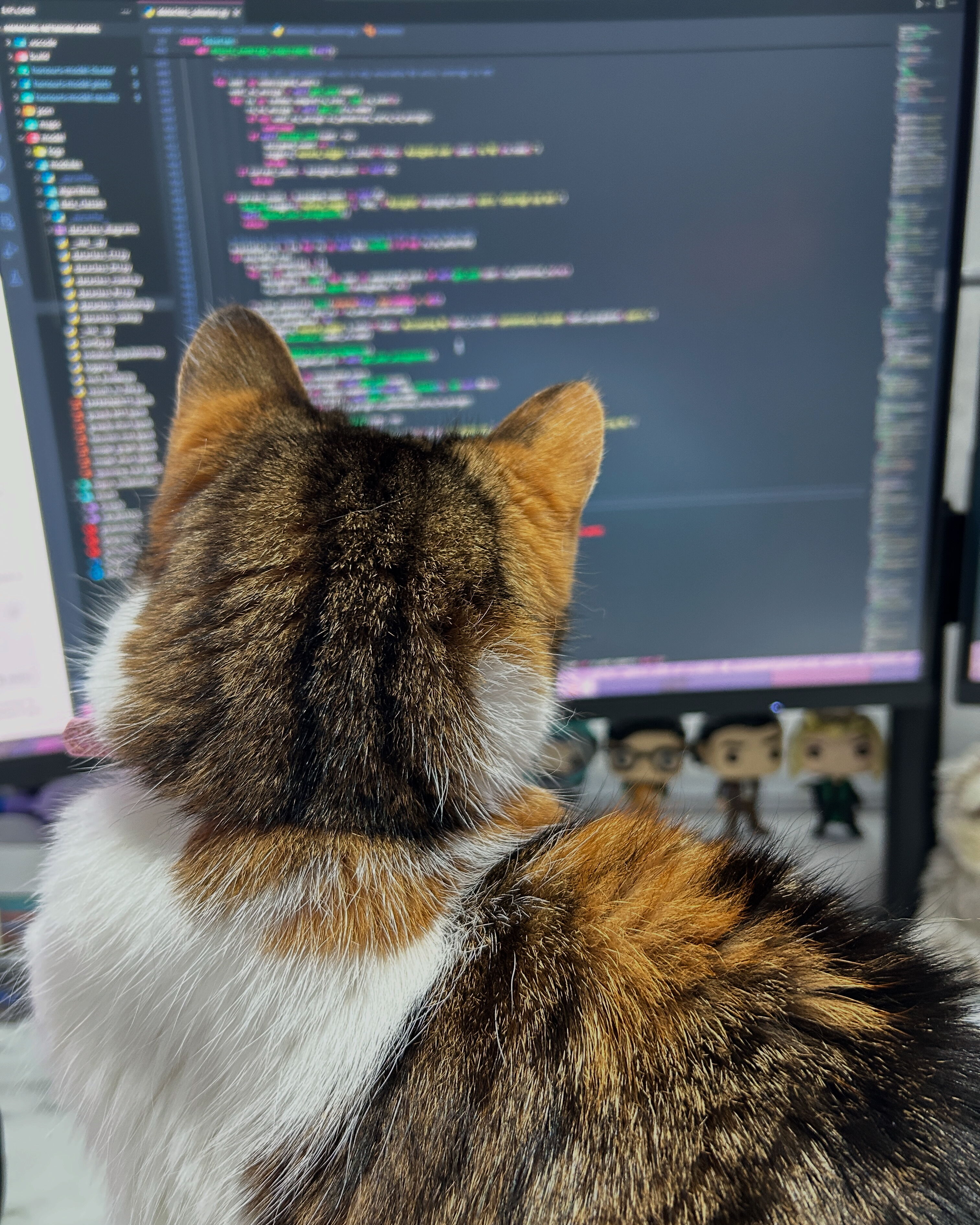 Phoebe the cat with the code